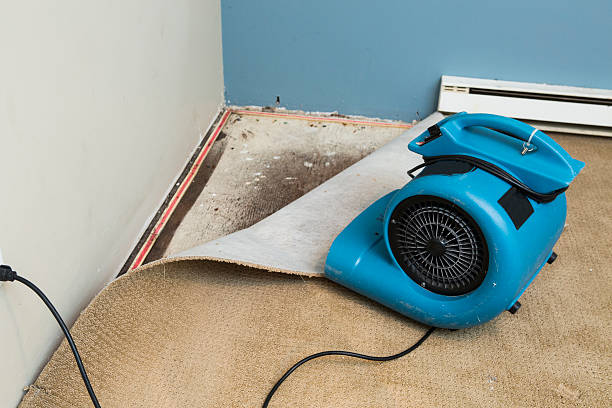 Best Water damage cleanup near me  in Bellevue, PA